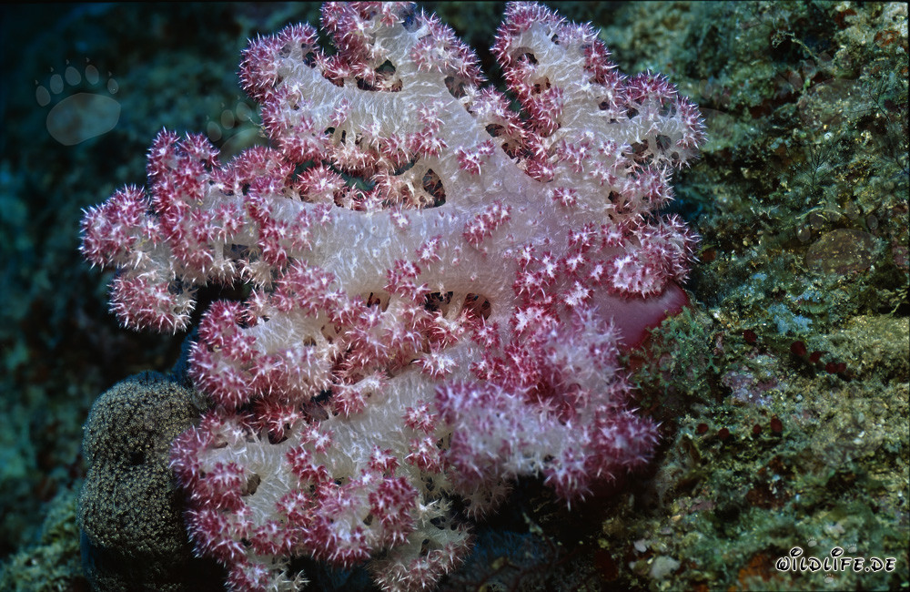 Fascinación por los corales blandos en el lago de Beqa en Fiji