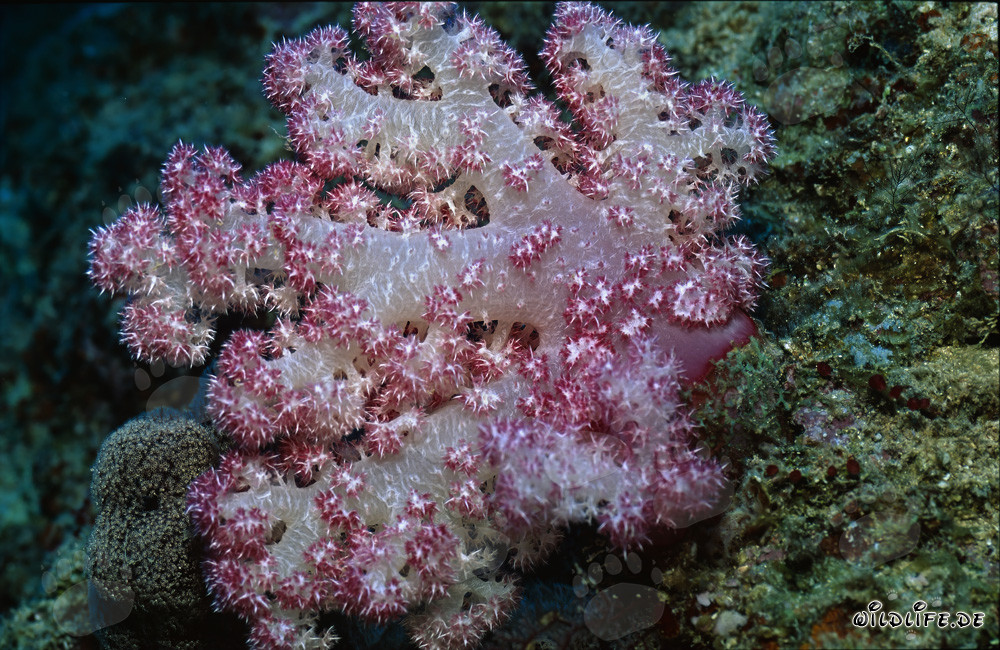 Fascino dei coralli molli nella laguna di Beqa a Fiji