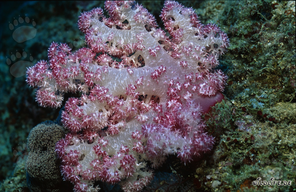 Fascination of Soft Coral in Beqa Lagoon, Fiji