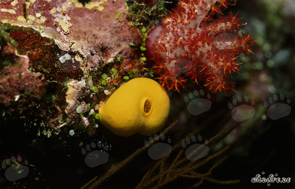 Éponge jaune lumineuse sur un récif corallien coloré dans le lagon de Beqa