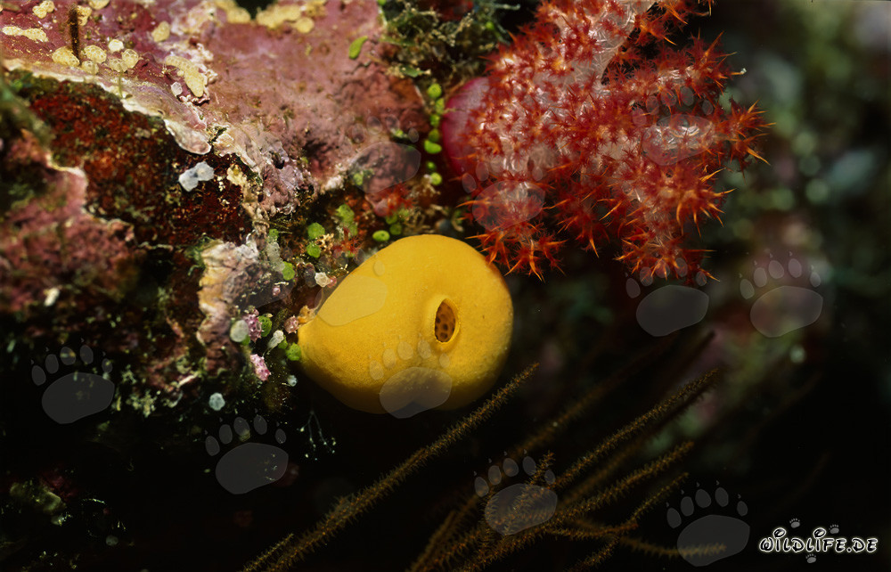 Esponja amarilla brillante en un arrecife de coral colorido en la laguna de Beqa