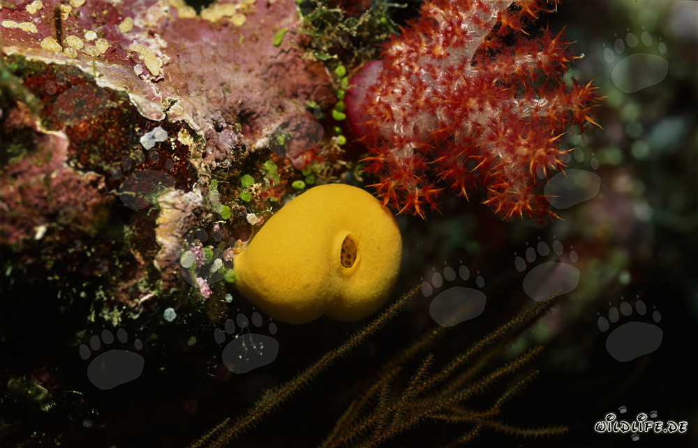 Vibrant yellow sponge on a colorful coral reef in Beqa Lagoon