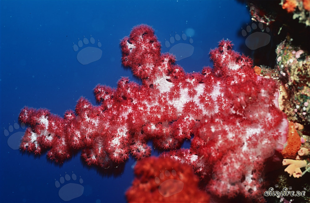 Coral blando rojo en el profundo océano azul