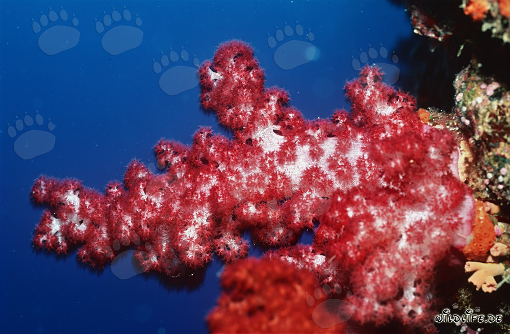 Corallo molle rosso nell'oceano blu profondo