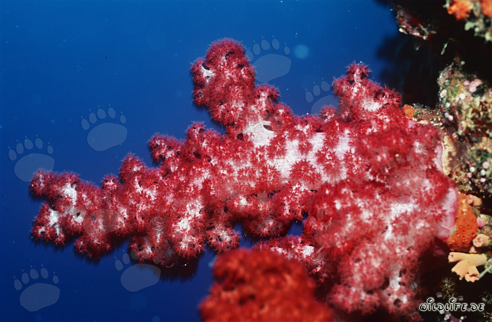 Rote Weichkoralle im tiefblauen Ozean