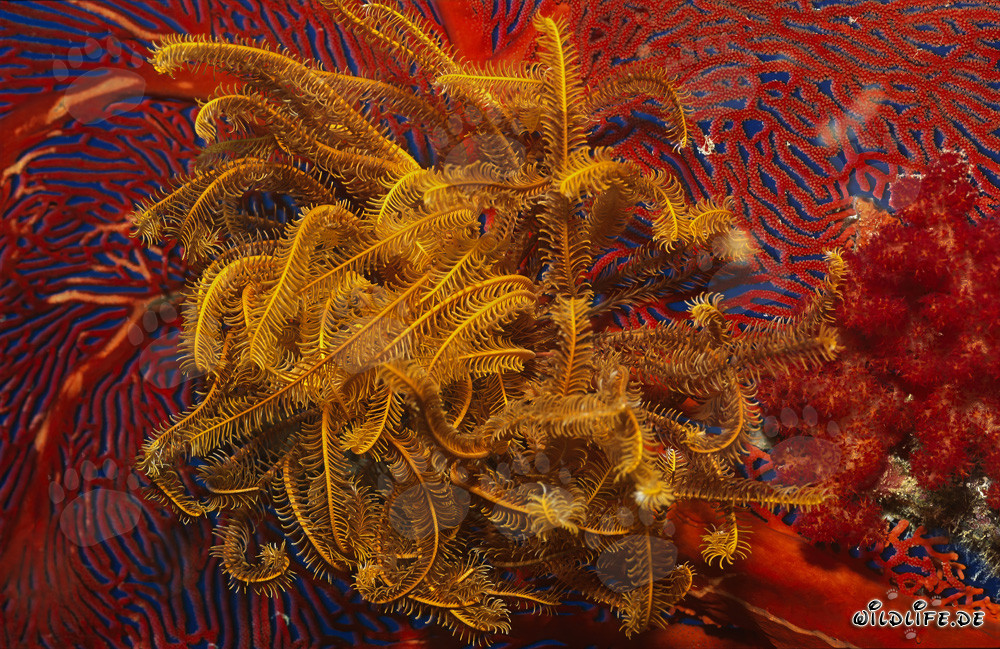 Étoile de mer jaune sur une gorgone rouge dans le Pacifique Sud