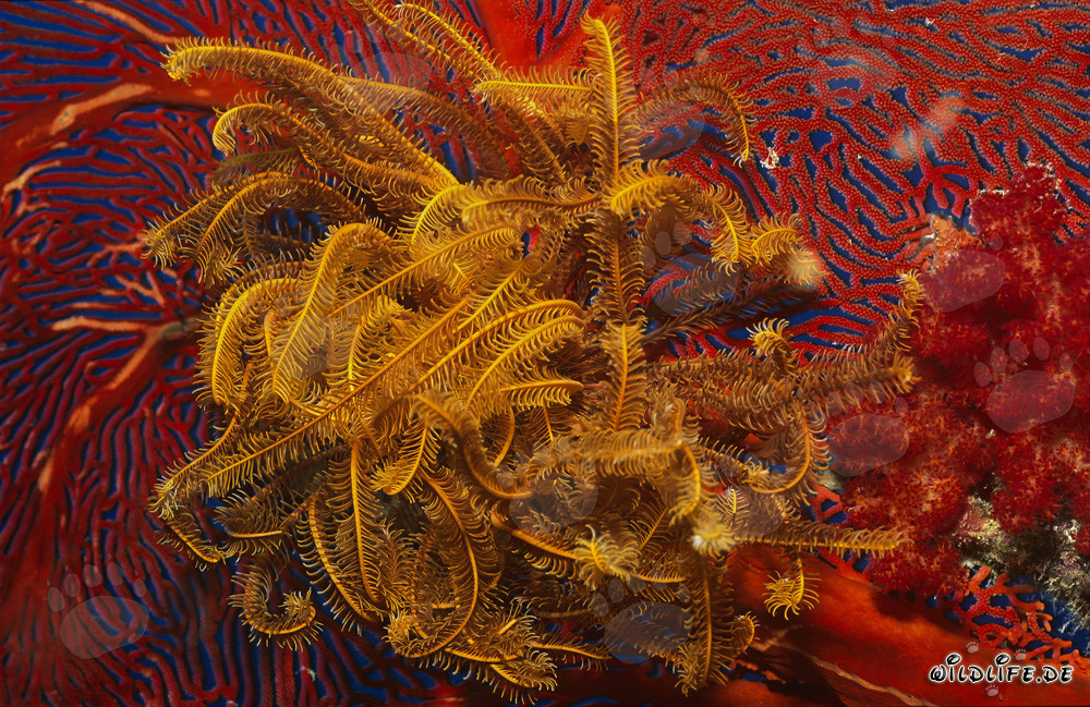 Yellow feather star on red gorgonian in the South Pacific