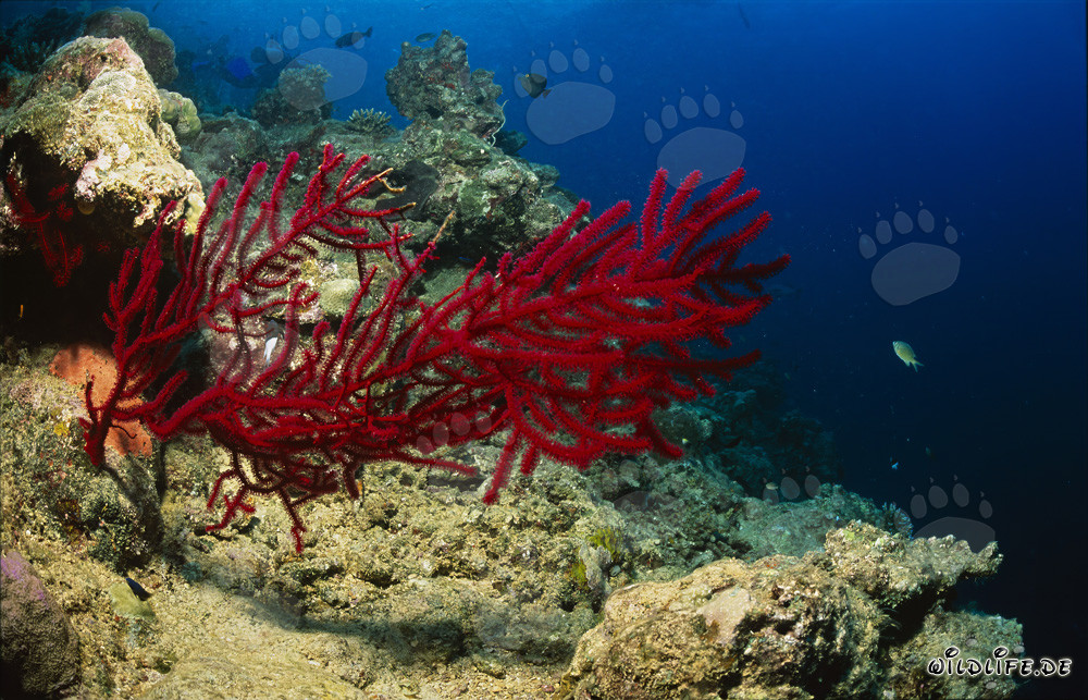 Gorgone rouge lumineuse dans les eaux de Fidji