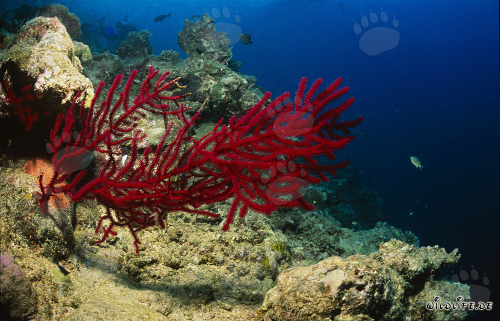 Gorgonia rossa luminosa nelle acque di Fiji