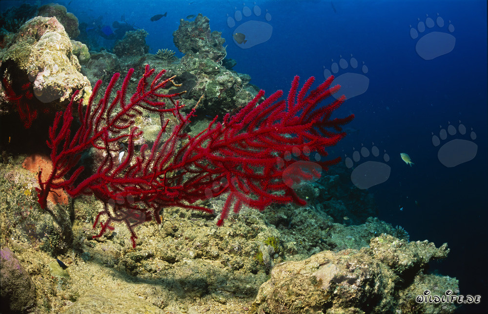 Vibrant red sea fan in the waters of Fiji
