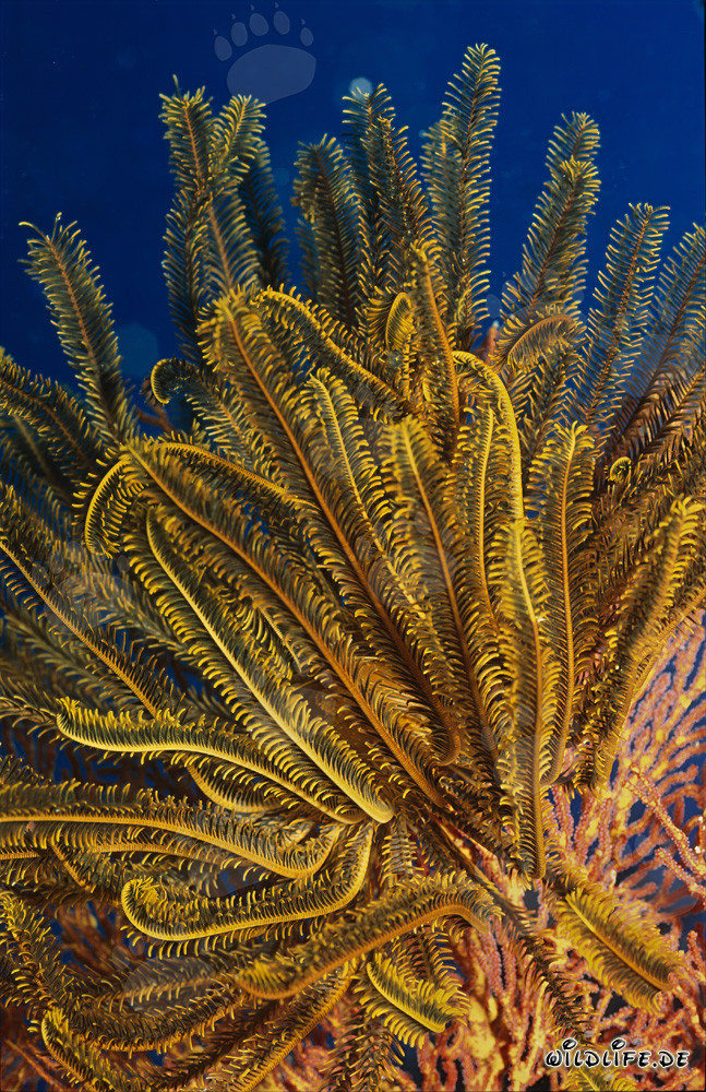 Estrella de mar (Comanthina sp.) en el agua azul clara frente a un arrecife de coral