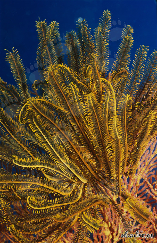 Étoile de mer (Comanthina sp.) dans l'eau bleue claire devant un récif corallien
