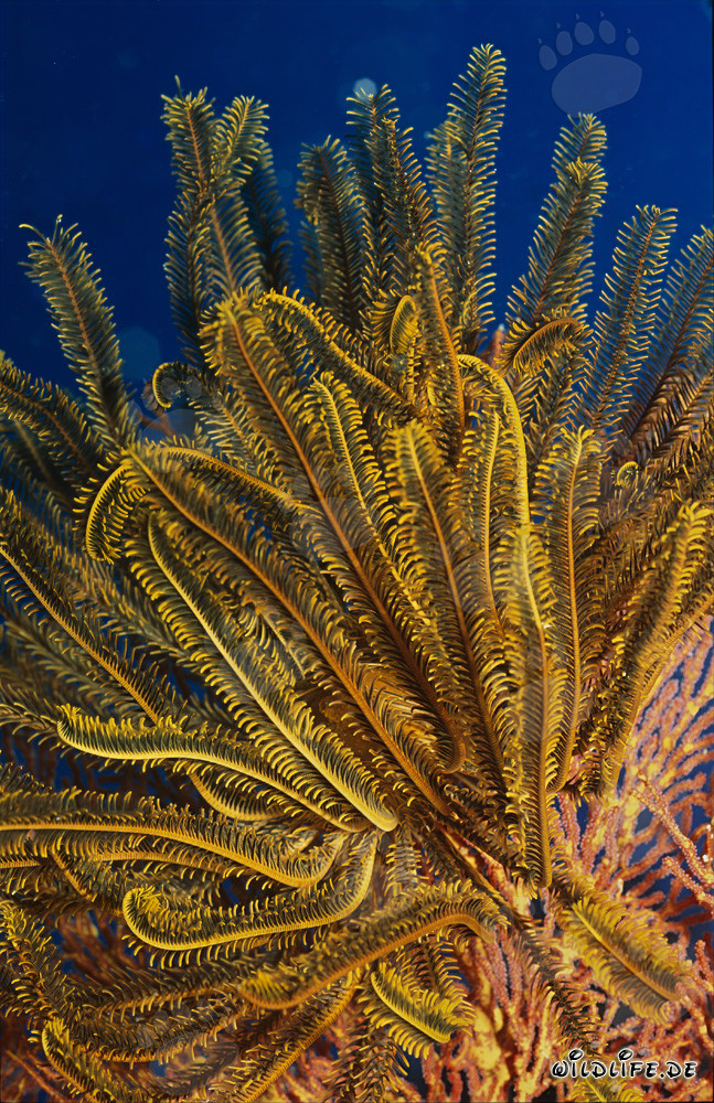 Federstern (Comanthina sp.) im klaren blauen Wasser vor Korallenriff