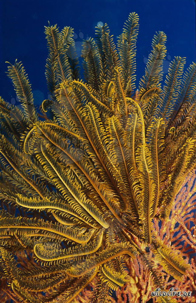 Stella marina (Comanthina sp.) nell'acqua blu limpida di fronte a una barriera corallina