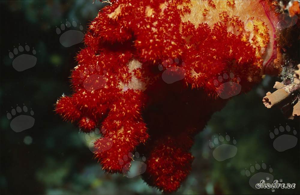 Corail mou rouge vif