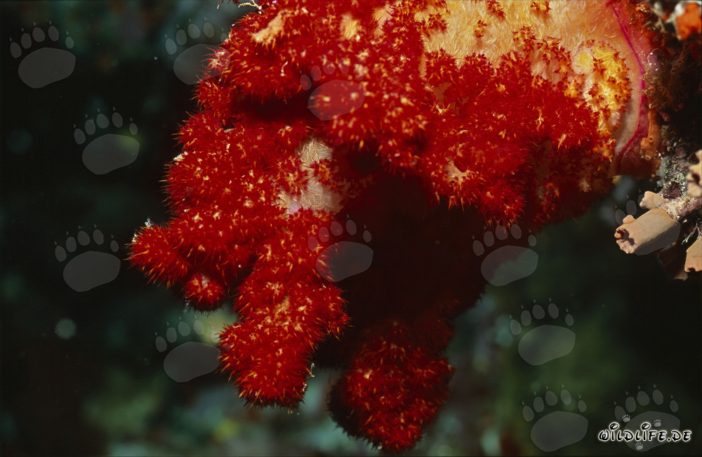 Coral blando rojo intenso