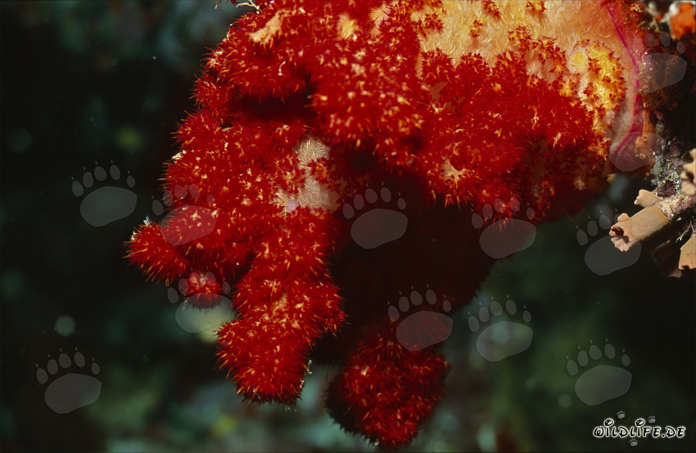 Corallo molle rosso intenso