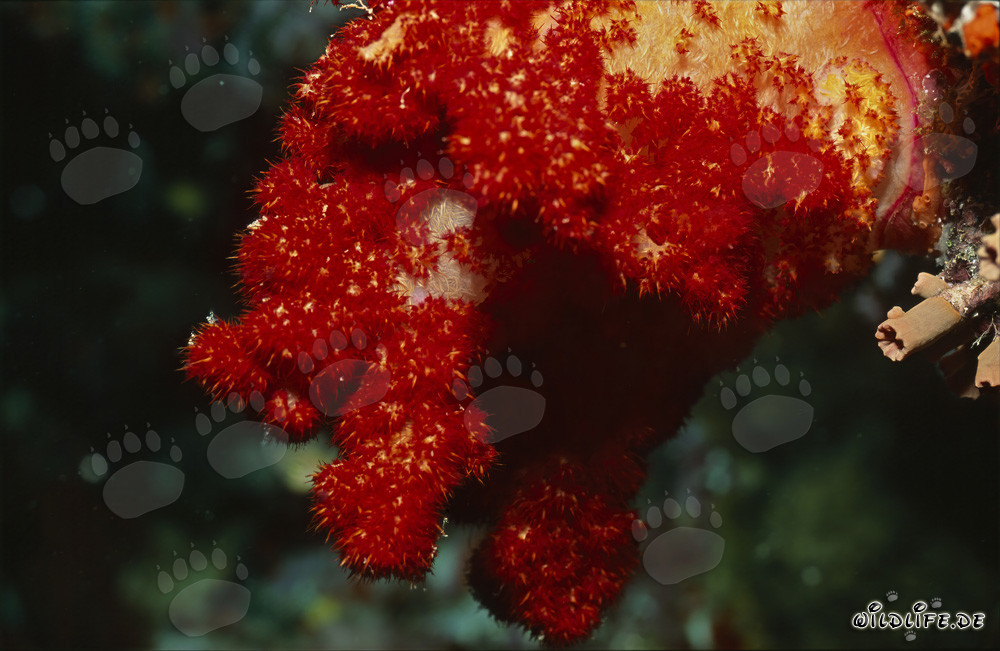 Vibrant red soft coral (Dendronephthya sp)
