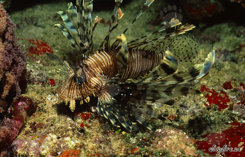 Affascinante pesce leone in una colorata barriera corallina della laguna di Beqa a Viti Levu, Figi