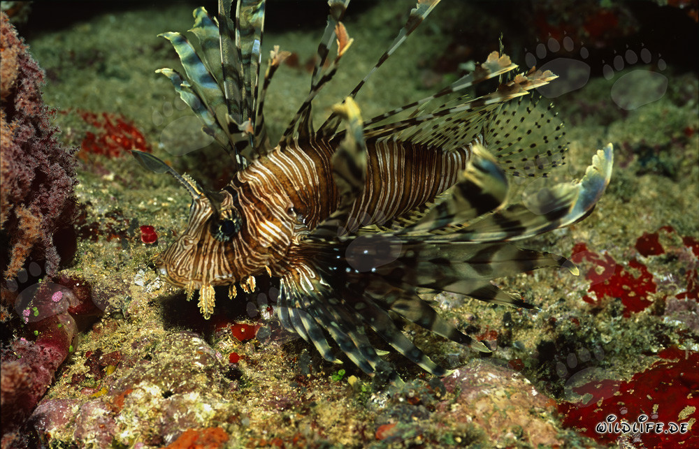 Impresionante pez león en un arrecife de coral colorido de la laguna de Beqa en Viti Levu, Fiji