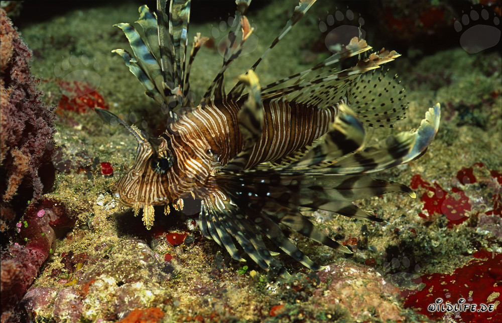 Fascinant poisson-lion dans un récif corallien coloré de la lagune de Beqa à Viti Levu, Fidji