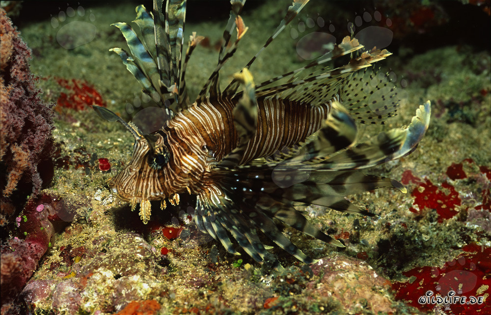 Rotfeuerfisch