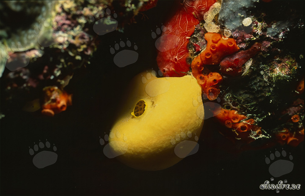 Spugna gialla intensamente luminosa in una barriera corallina colorata