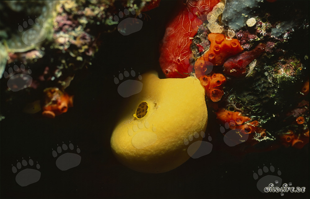 Vibrant yellow sponge in colorful coral reef
