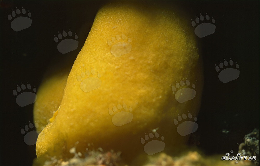 Éponge jaune intensément lumineuse dans le récif corallien
