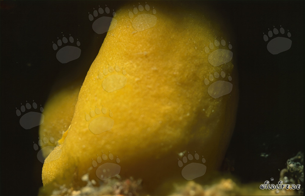 Spugna gialla intensamente luminosa nella barriera corallina