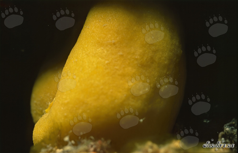 Vibrantly colored Yellow Sponge in Coral Reef