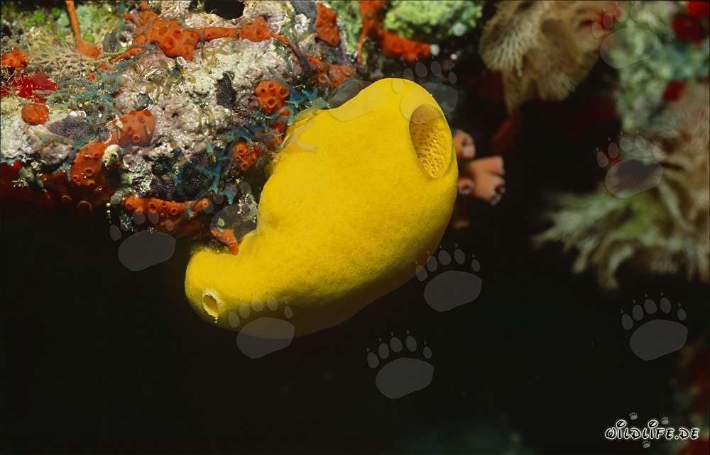 Spugna gialla luminosa nella laguna di Beqa a Viti Levu, Figi