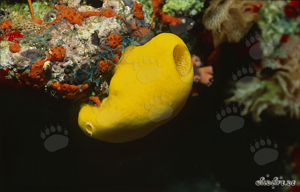 Bright yellow sponge in Beqa Lagoon on Viti Levu, Fiji