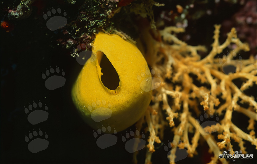 Esponja amarilla intensa en un arrecife de coral colorido