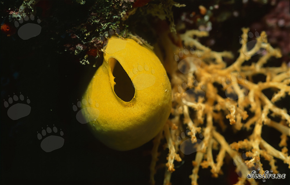 Spugna gialla intensa in una barriera corallina colorata