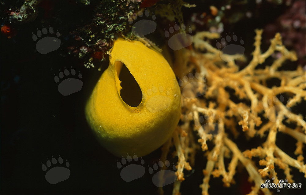 Vibrant yellow sponge in a colorful coral reef