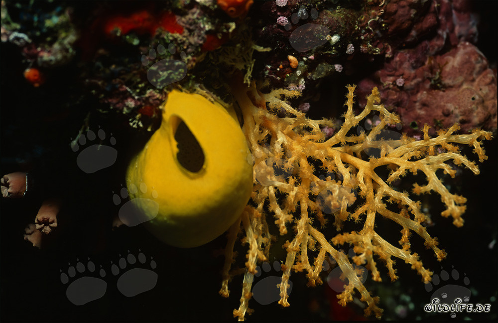 Éponge jaune intense brille dans un récif corallien coloré
