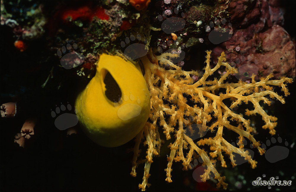Esponja amarilla intensa brilla en un arrecife de coral colorido