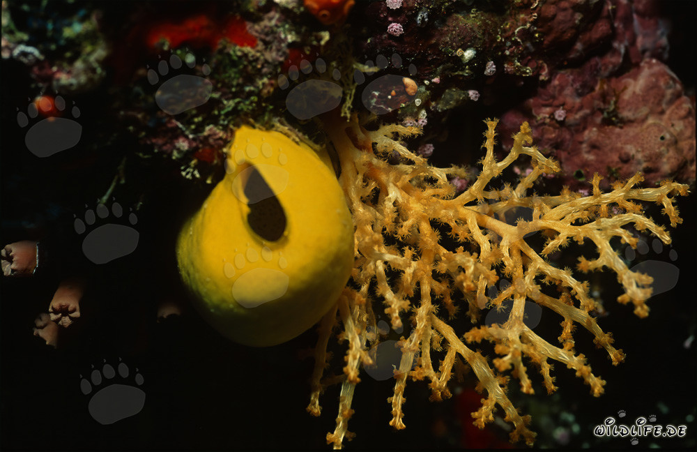 Vibrant yellow sponge illuminates colorful coral reef