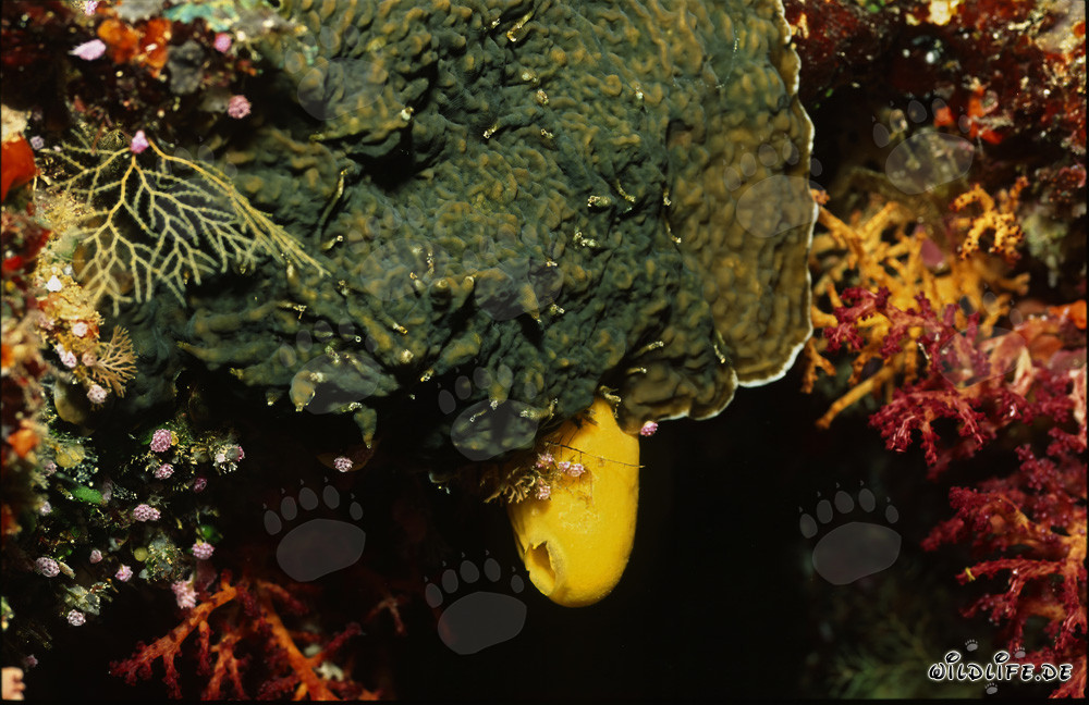 Strahlend gelber Schwamm in der farbenfrohen Unterwasserwelt des Korallenriffs