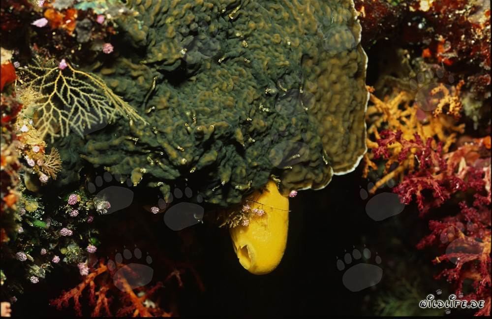 Spugna gialla brillante nel colorato mondo sottomarino della barriera corallina