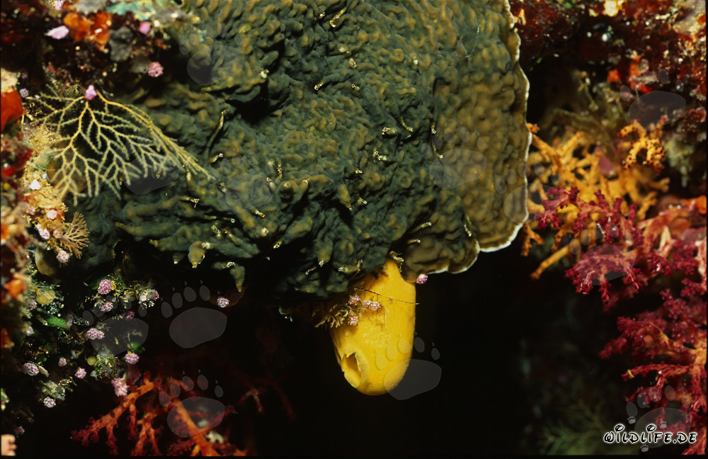 Vibrant yellow sponge in the colorful underwater world of the coral reef