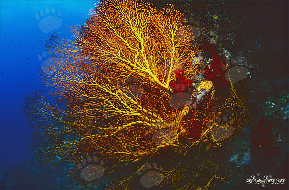 Glowing Sea Fan in the Ocean