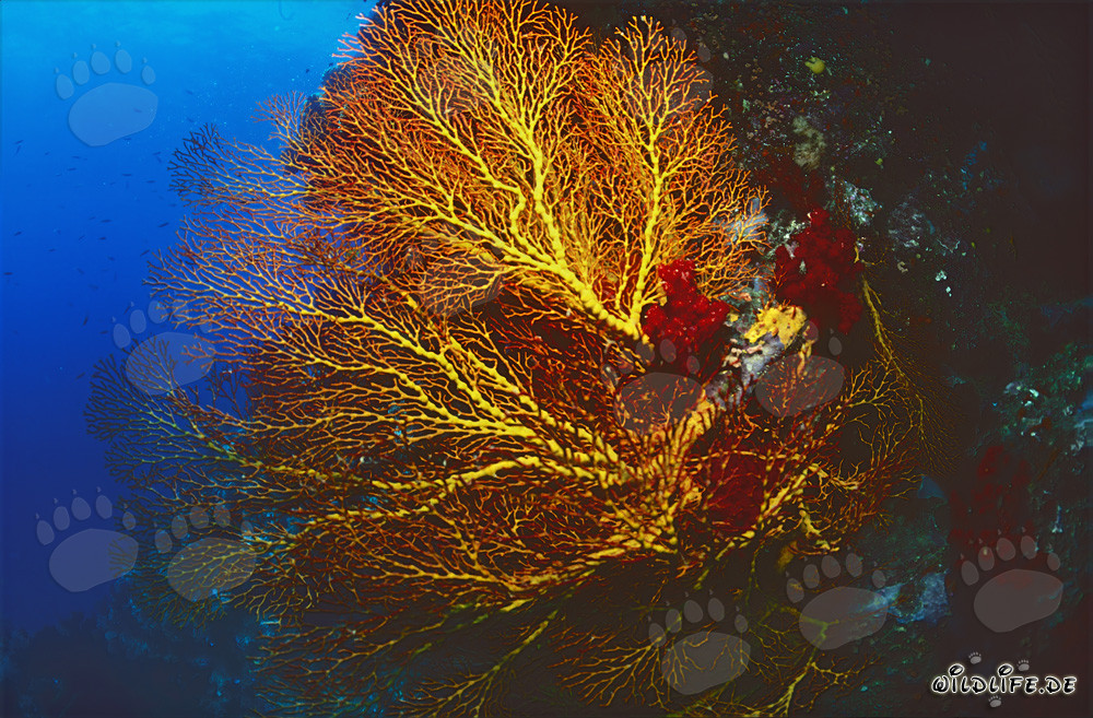 Gorgone lumineuse dans l'océan