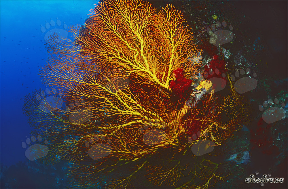 Gorgonia brillante en el océano