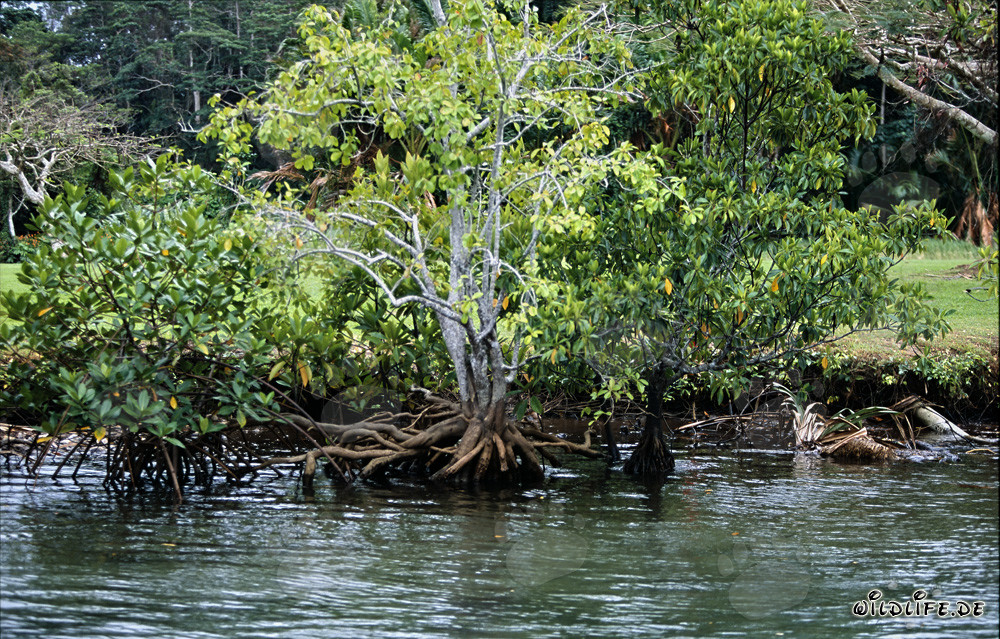 Manglares en el río Qara-ni-Qio