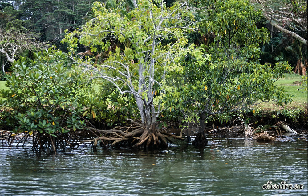 Mangroven am Qara-ni-Qio River