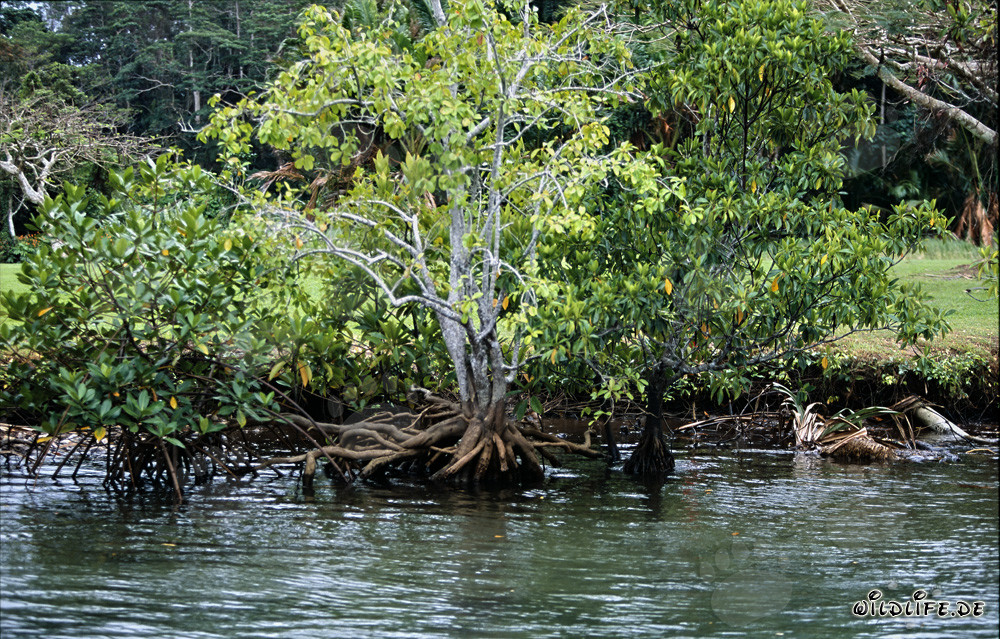Mangroves at Qara-ni-Qio River