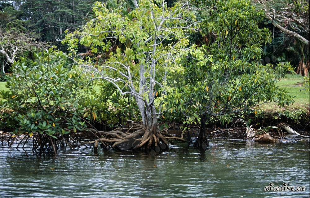 Mangroves sur la rivière Qara-ni-Qio