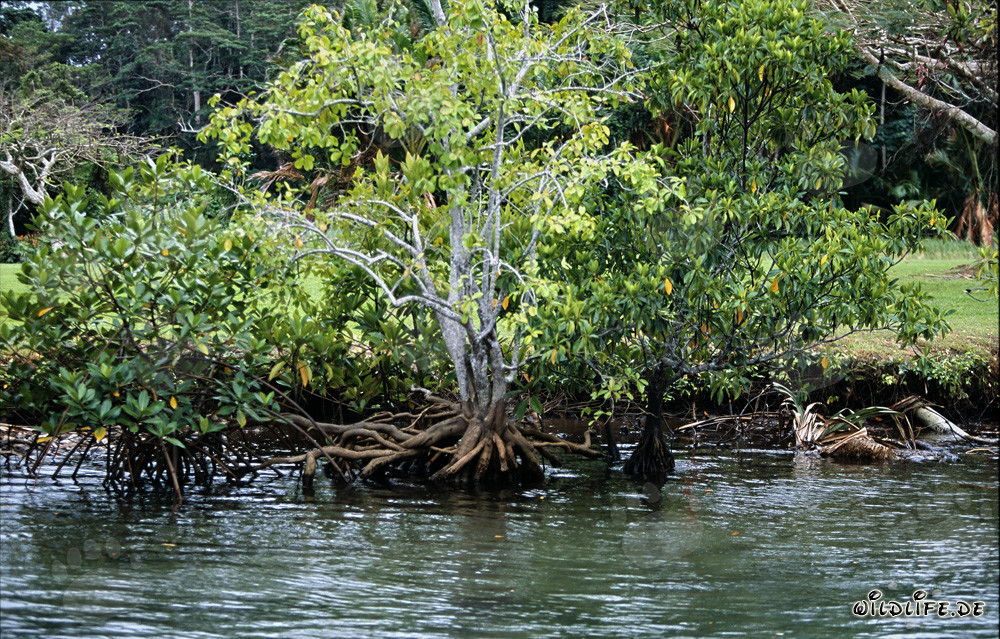 Mangrovie sul fiume Qara-ni-Qio
